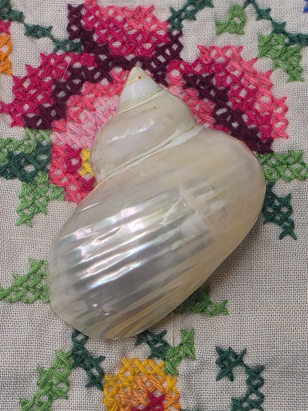 Polished Conch Shell 2" Pendant Mother Of Pearl